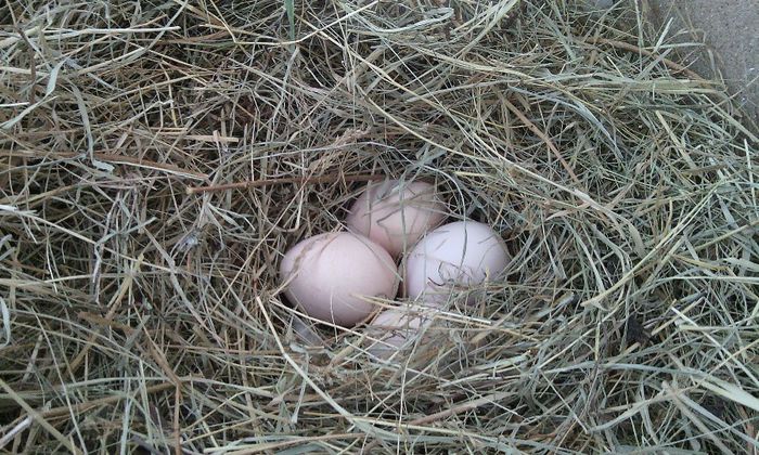 primele oua de pauni 2014