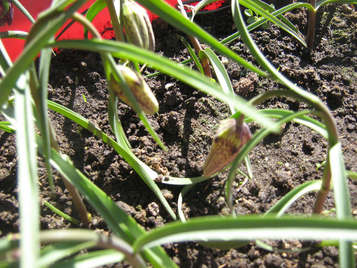 fritillaria meleagris 004 - Primavara 2014