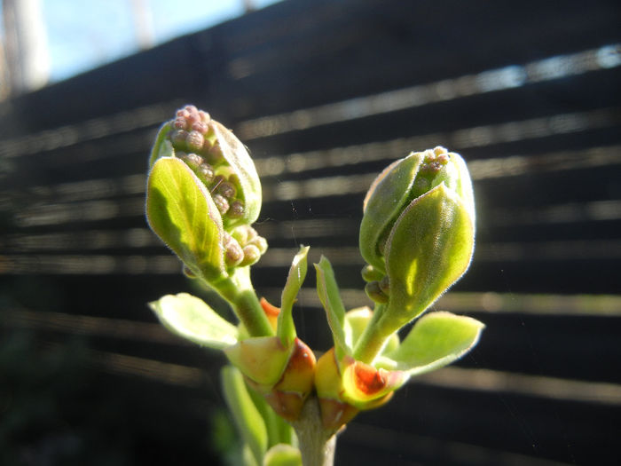 Syringa vulgaris_Lilac (2014, March 22)