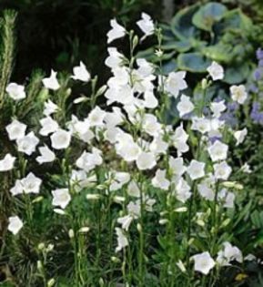 Campanula persicifolia - White
