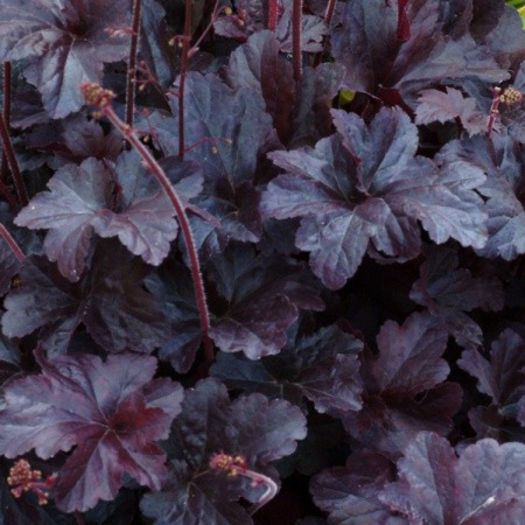 Heuchera Obsidian