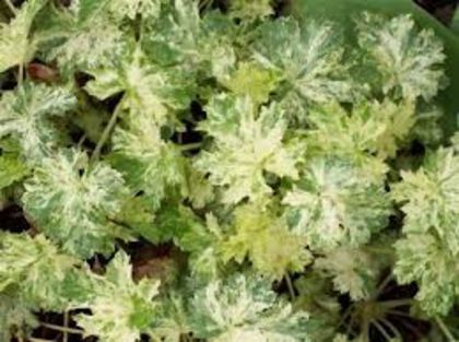 Heuchera Snow Storm