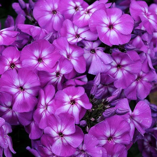 Phlox Purple Kiss - 12 lei