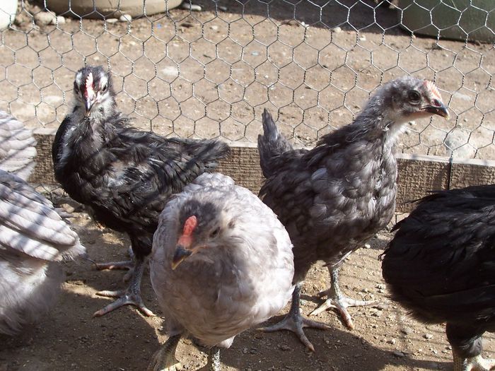 pui araucana si australorp