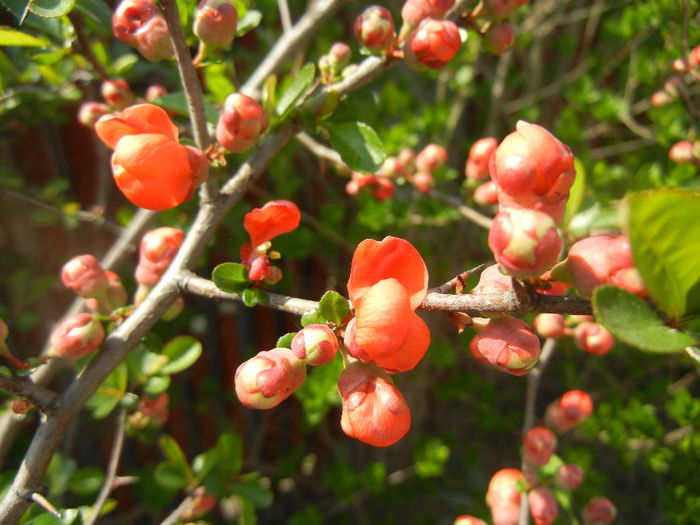 Chaenomeles japonica (2014, April 01) - Chaenomeles japonica