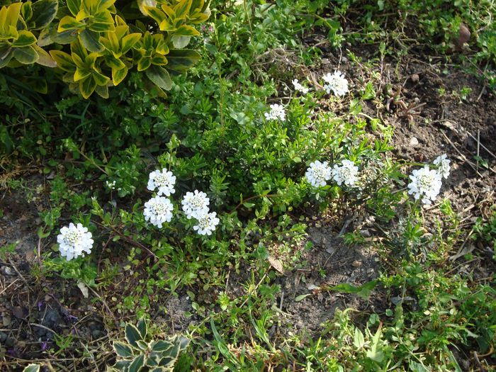 DSC04969; iberis sempervirens
