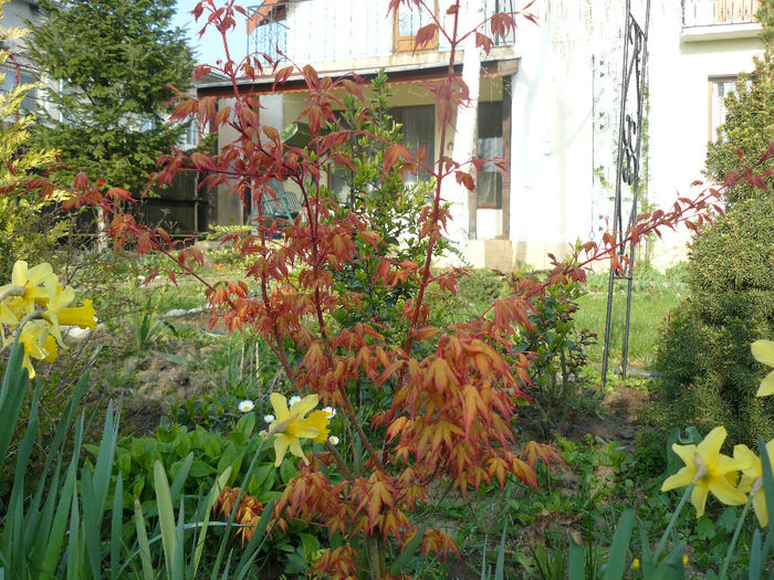 Acer Katsura