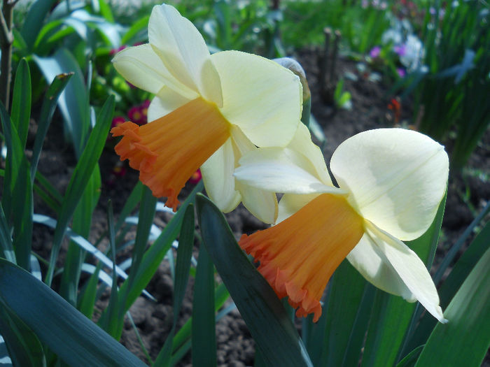 Spring Bouquet - narcise 2014