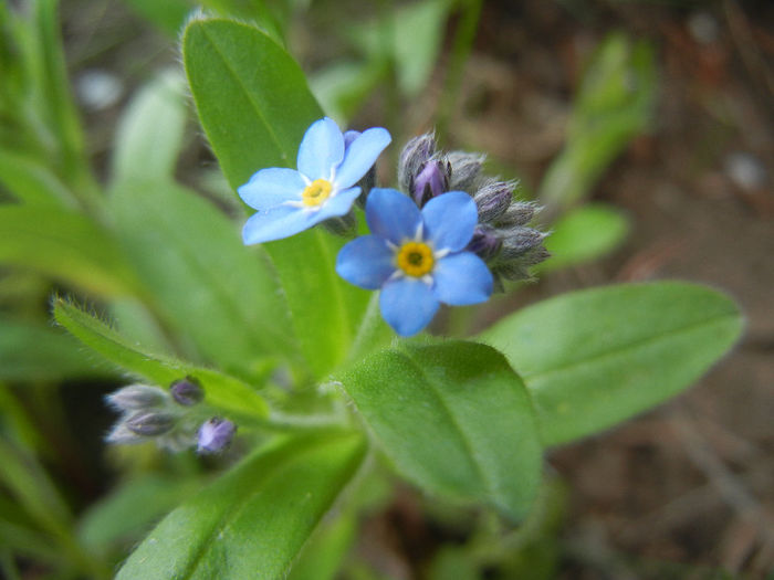 Myosotis alpestris (2014, April 03) - MYOSOTIS Alpestris