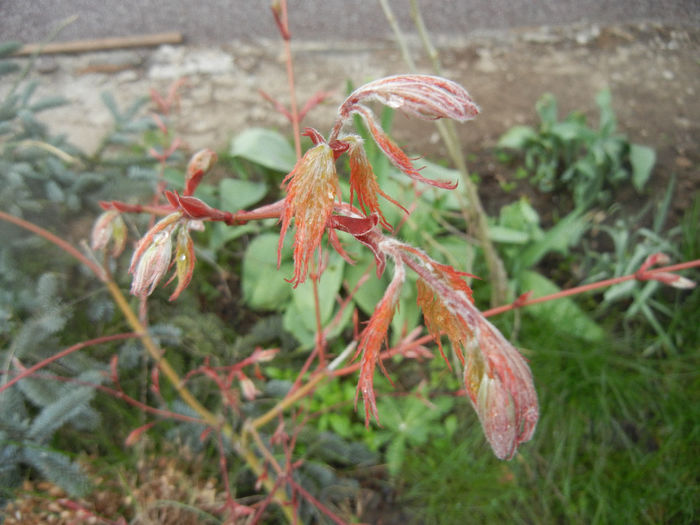 Acer palmatum Ariadne (2014, April 01)