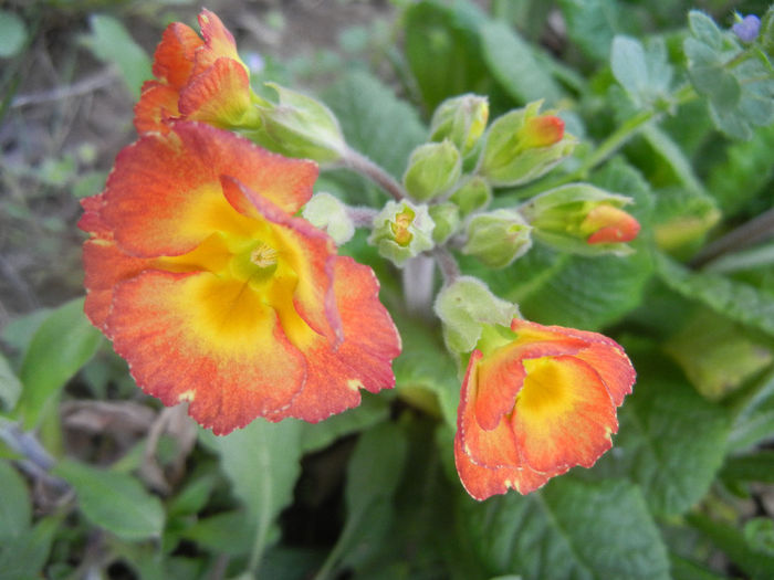Primula polyanthus Red (2014, March 26)