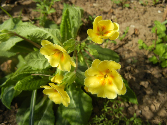 Primula polyanthus Yellow (2014, Apr.01)