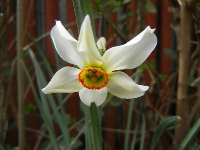 Narcissus Pheasants Eye (2014, April 03) - Narcissus Pheasants Eye