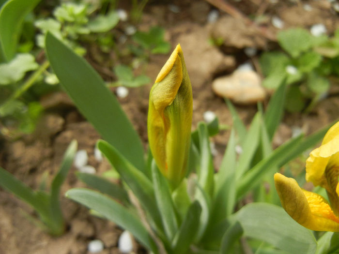 Iris pumila Yellow (2013, April 02) - Iris pumila Yellow