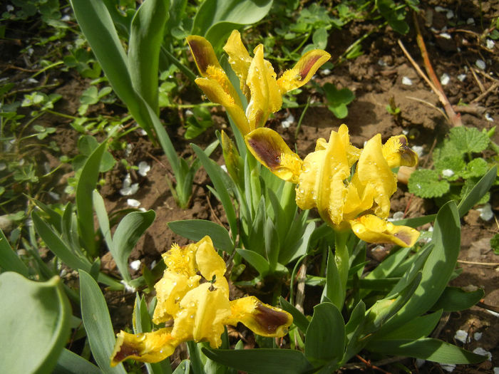Iris pumila Yellow (2013, April 03) - Iris pumila Yellow