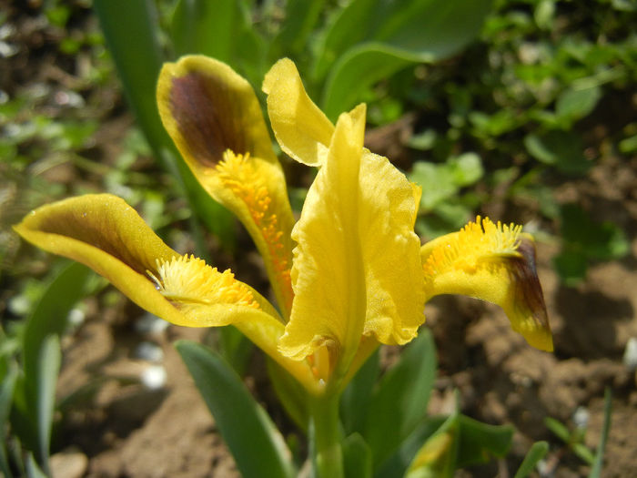 Iris pumila Yellow (2013, April 03)
