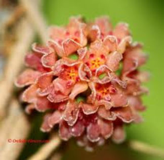 hoya camphorifolia