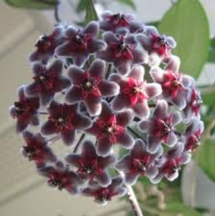 hoya carnosa red button