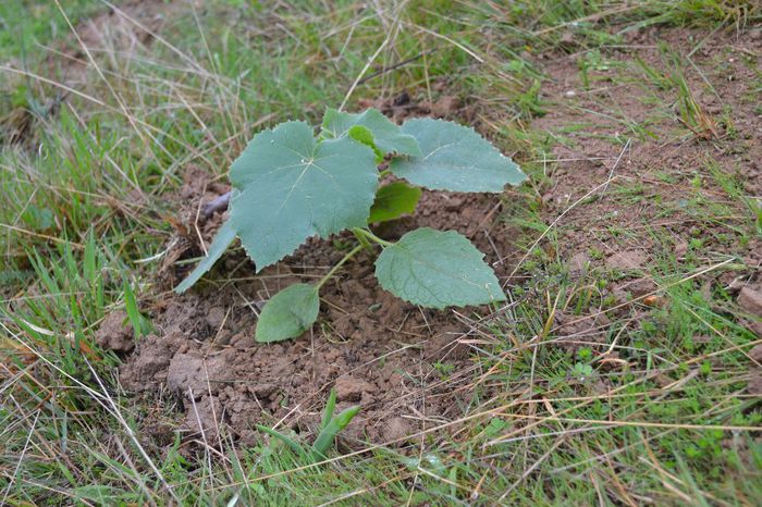 DSC_0111 - locul plantatiei