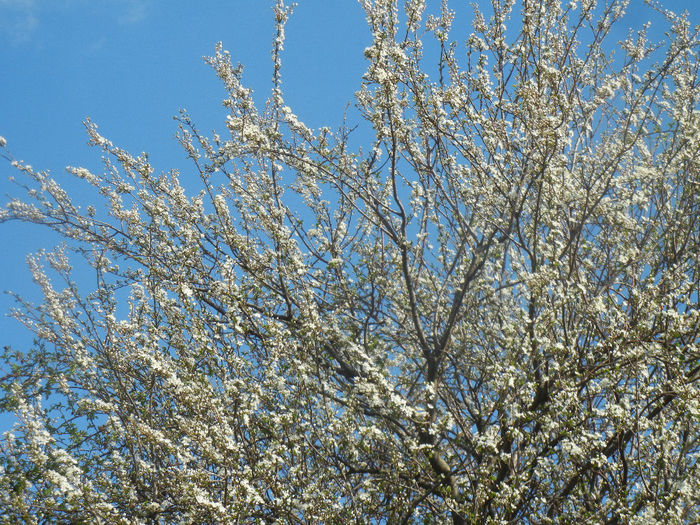 Cherry Plum Blossom (2014, March 27)