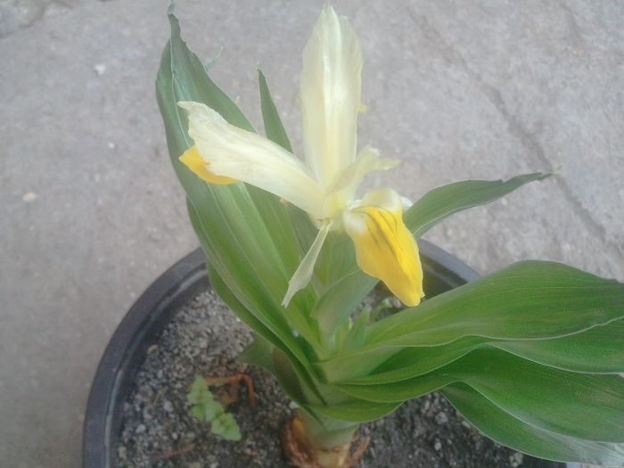 iris bucharica am