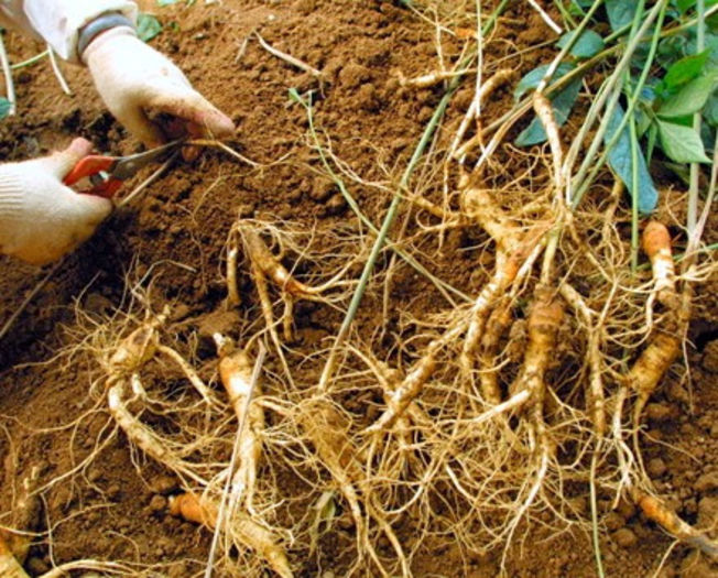 ginseng radacina