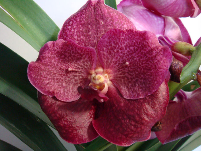 DSC07576 - Vanda Copper red