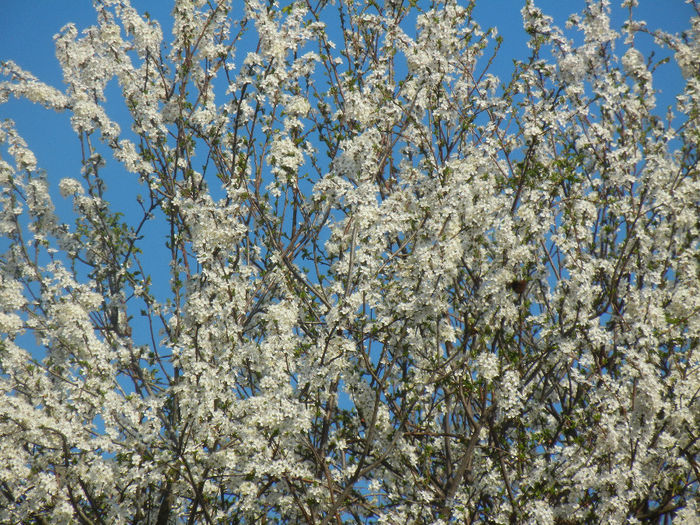 Cherry Plum Blossom (2014, March 28)