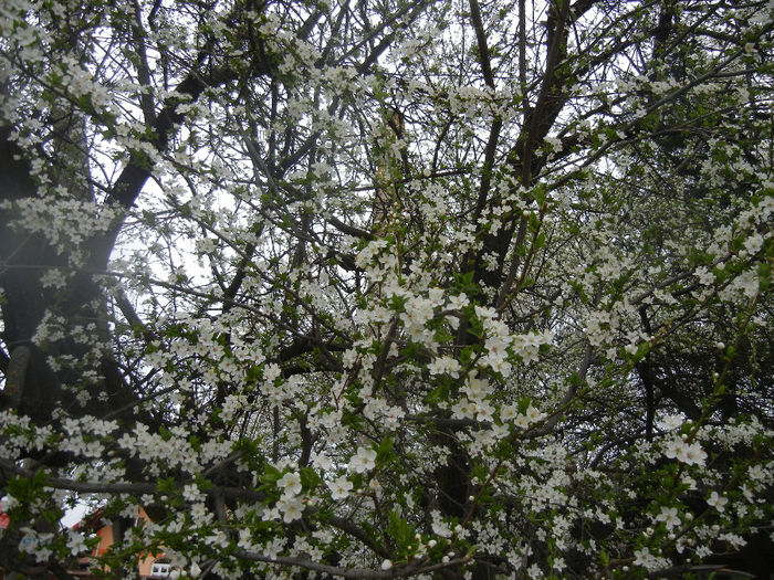 Cherry Plum Blossom (2014, March 28)