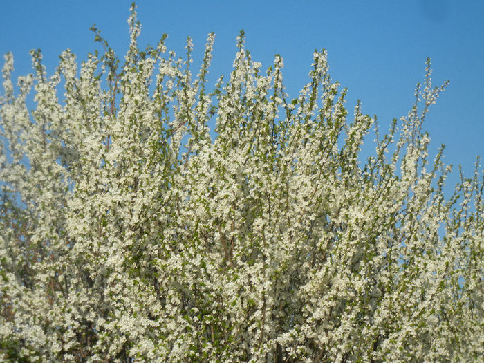Cherry Plum Blossom (2014, March 30)