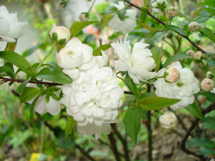 Prunus "Alba Plena" - Gradina in 2014