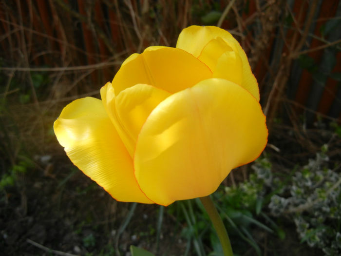 Tulipa Blushing Apeldoorn (2014, Apr.08) - Tulipa Blushing Apeldoorn