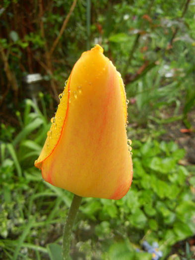 Tulipa Blushing Apeldoorn (2014, Apr.10) - Tulipa Blushing Apeldoorn