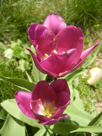 Tulipa Purple Flag (2014, April 09)