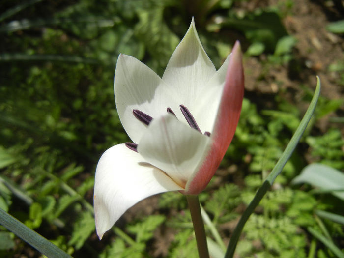 Tulipa Peppermint Stick (2014, April 09)