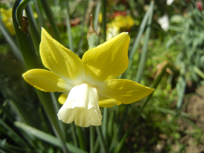 Narcissus Pipit (2014, April 09) - Narcissus Pipit