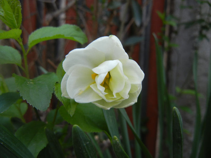 Narcissus Bridal Crown (2014, April 07)