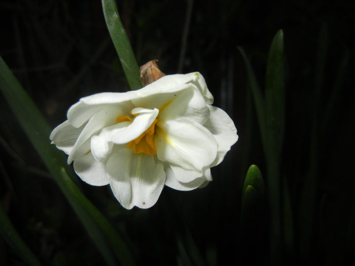 Narcissus Bridal Crown (2014, April 11)