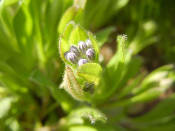 Myosotis alpestris (2014, April 04) - MYOSOTIS Alpestris