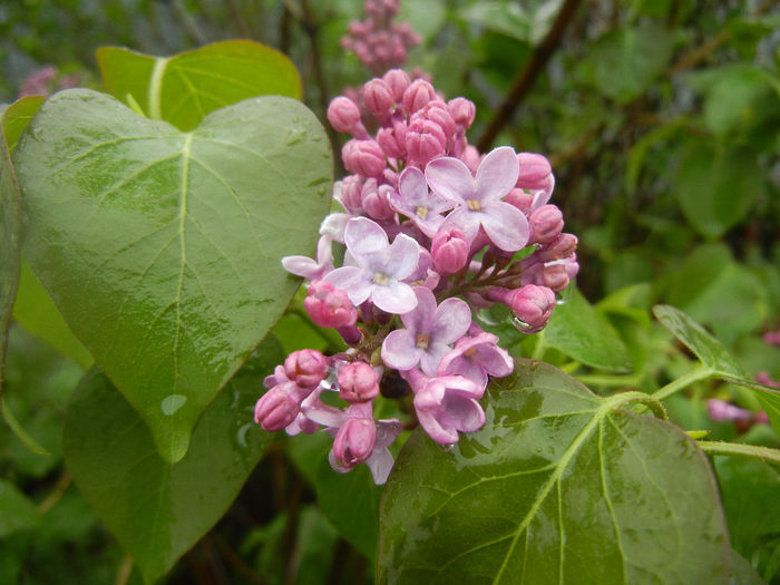 Syringa vulgaris_Lilac (2014, April 10)