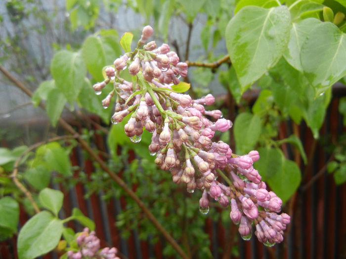 Syringa vulgaris_Lilac (2014, April 10)