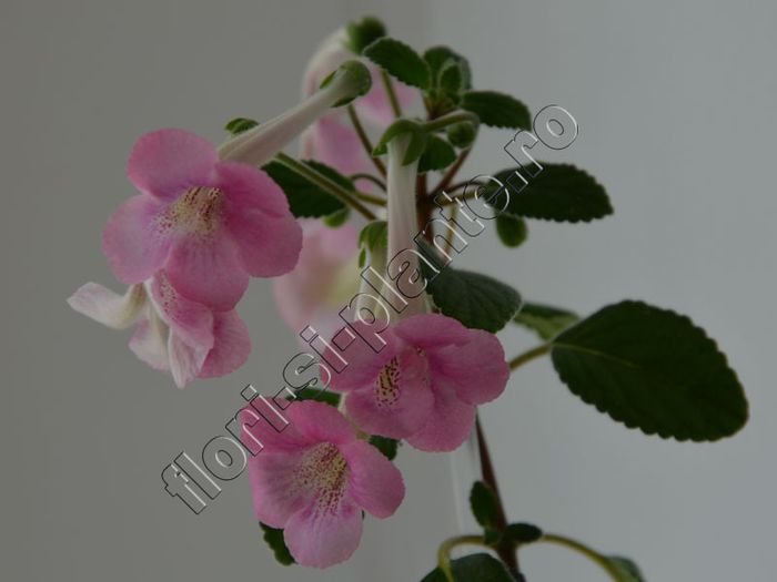 Sinningia Miss AJ - GLOXINIA _ SINNINGIA 2