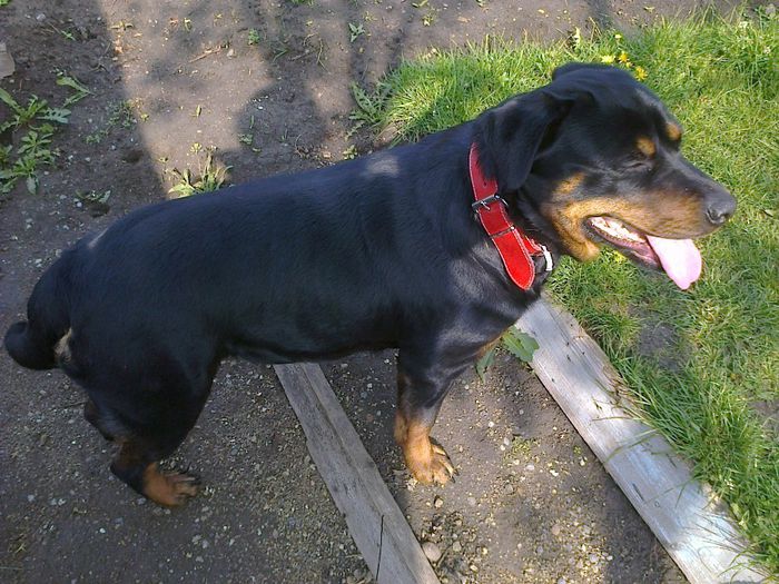 HERRA - HERRA_femela rottweiler