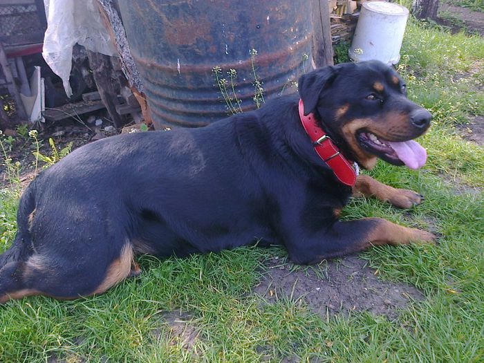 HERRA - HERRA_femela rottweiler