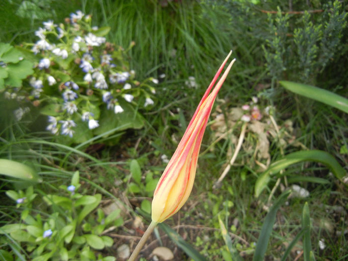 Tulipa Acuminata (2014, April 13)