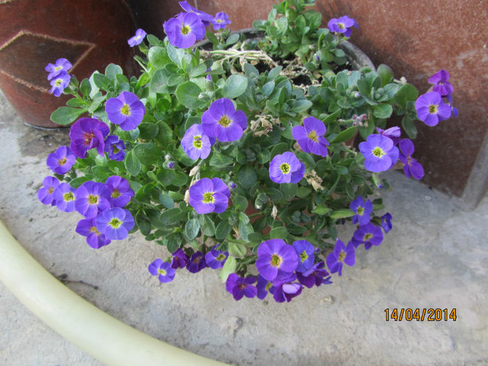 IMG_2473 - Flori de gradina-2014 Primavara