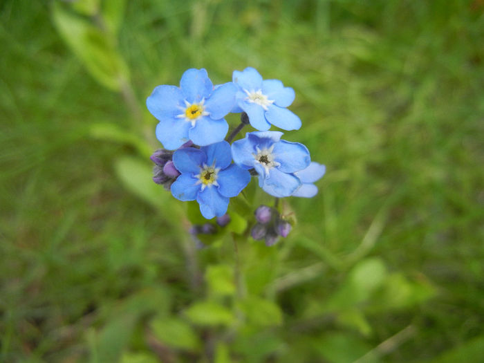 Myosotis alpestris (2014, April 13) - MYOSOTIS Alpestris