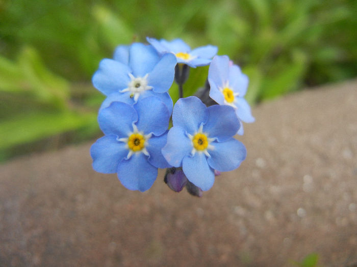 Myosotis alpestris (2014, April 13) - MYOSOTIS Alpestris