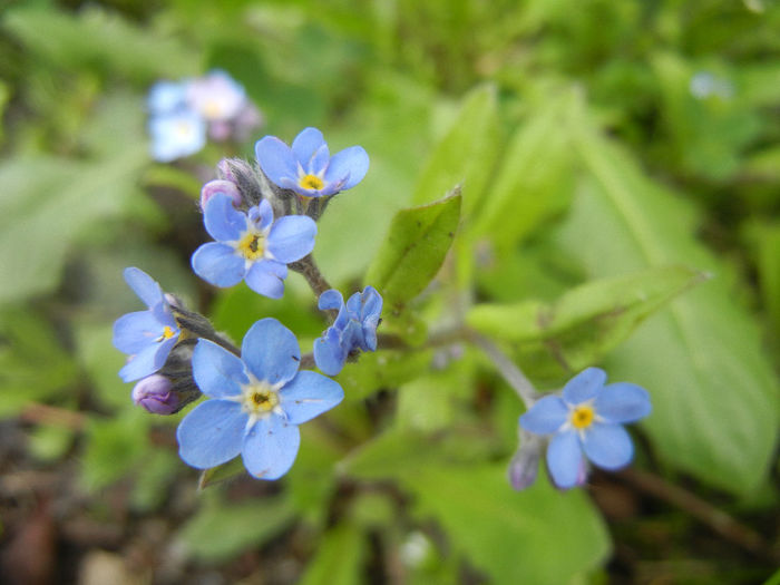 Myosotis alpestris (2014, April 13) - MYOSOTIS Alpestris