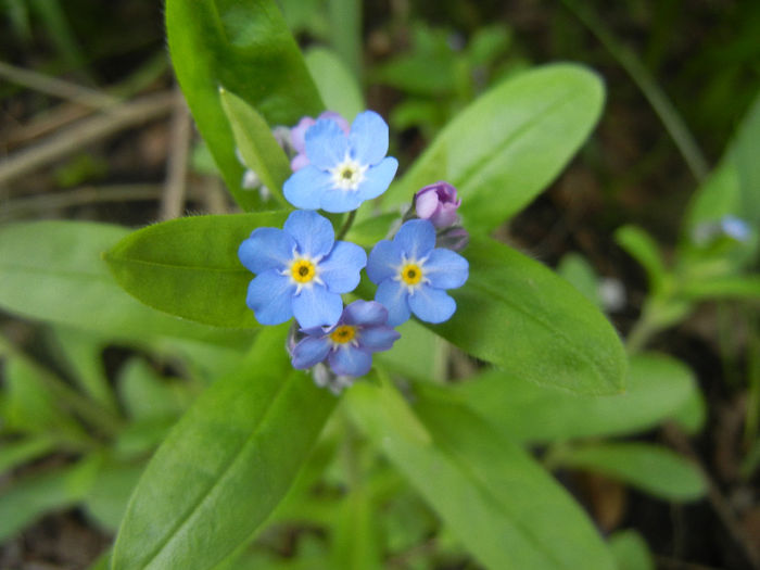 Myosotis alpestris (2014, April 13) - MYOSOTIS Alpestris